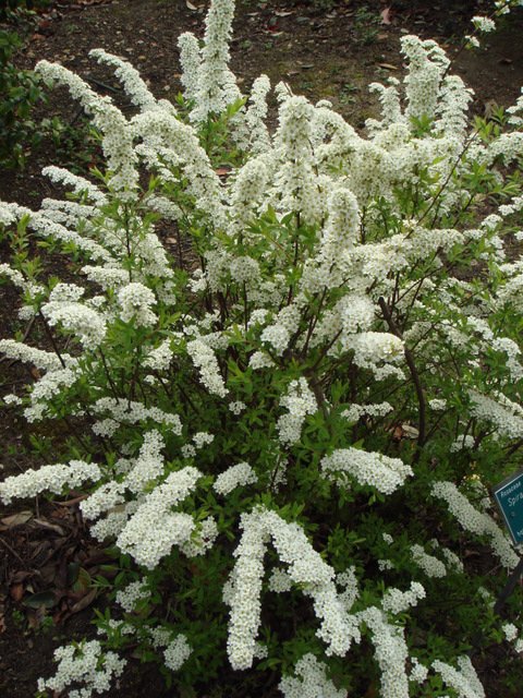 Spiraea x arguta (4)